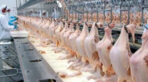 África do Sul suspende antidumping contra frango congelado brasileiro