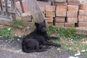 Porto Alegre: Projeto cria Selo Empresa Amiga dos Animais