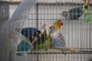 Porto Alegre: Projeto proíbe a criação doméstica de pássaros