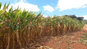 Estiagem severa quebra safra de milho no RS; Jornal do Comércio