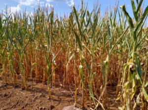 Conab estima queda de 30% na colheita de milho no RS; Jornal do Comércio