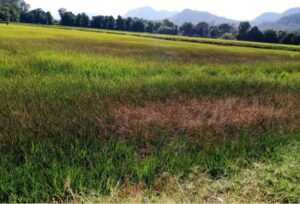 Impacto da estiagem na safra de arroz deve ser mensurado nas próximas semanas; Jornal do Comércio