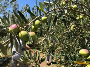Olivoturismo: passeio sensorial e gastronômico de colheita de azeitonas surpreende pela experiência da elaboração e degustação do azeite de alta qualidade no mesmo dia