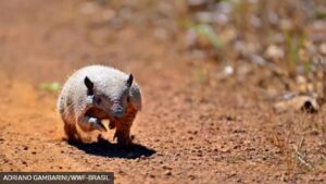 Com avanço do desmatamento, animais do Cerrado e da Amazônia perdem até 90% do habitat; BBC