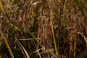 RS: Levantamento da Farsul indica perdas no arroz