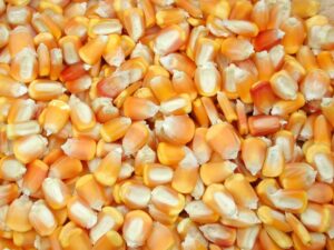 Estoque da Conab em Erechim recebe 2.100 toneladas de milho para Venda em Balcão; Jornal do Comércio