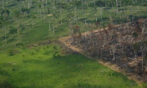ONGs pedem que União Europeia proíba importações do Brasil vinculadas ao desmatamento; O Globo
