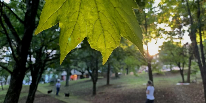 Detalhes Notícia