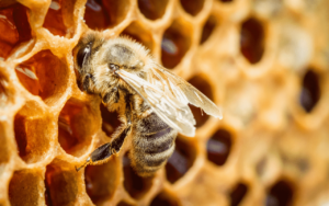 Agrotóxicos e pragas ameaçam produção de mel; Correio do Povo