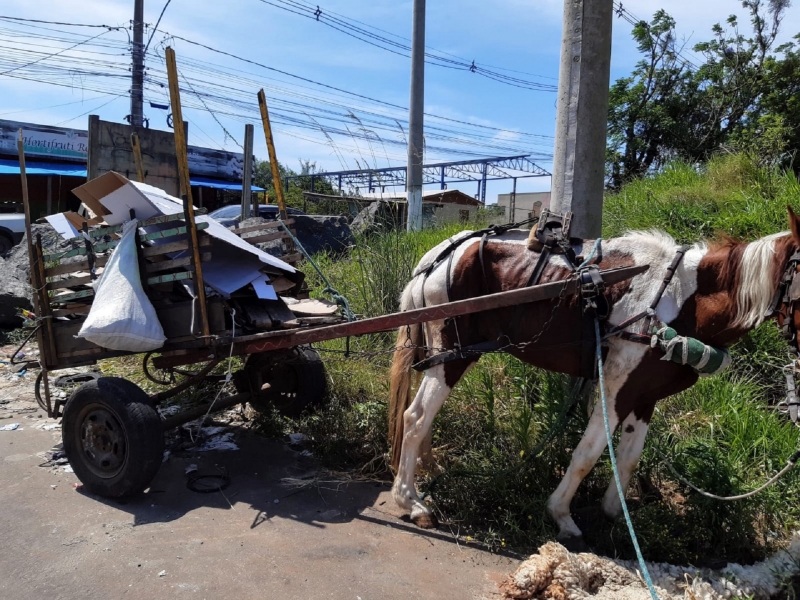 Detalhes Notícia