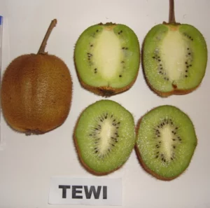 Novo cultivar de kiwi é aprovado para produção no interior do RS; Jornal do Comercio