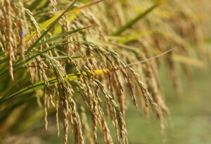 RS: Entidades registram descontentamento sobre redução de mais 10% em TEC do arroz
