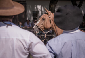 RS: Município de Rolante recebe nova etapa de Passaporte do Cavalo Crioulo