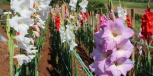 Falta de fertilizantes atinge cultivo de flores, por Maria Amélia Vargas/Correio do Povo