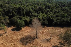 Dados de desmatamento são “péssimos, horrorosos”, diz Mourão; Isto É