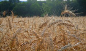 Brasil terá autossuficiência na produção de trigo, diz presidente. Expectativa é que em 10 anos o país seja grande exportador do produto