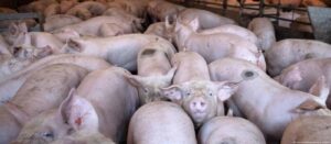 Alemanha quer exigir rótulo sobre bem-estar animal em carnes; DW