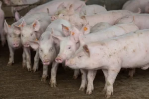 RS trabalha para ganhar mercado para a carne suína no Canadá, por Diego Nuñez/Jornal do Comércio
