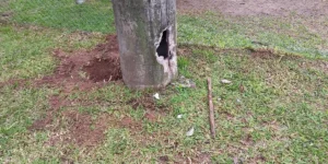 Postes são danificados para furto de cabos no Parque Marinha do Brasil; Correio do Povo