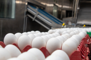 Custos seguem pressionando produção de ovos no Rio Grande do Sul, por Diego Nuñez/Jornal do Comércio