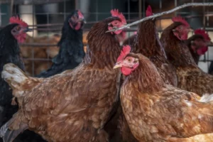 Missão dos EUA no RS abre portas para viabilizar comércio com maior produtor de frango do mundo, por Diego Nuñez/Jornal do Comércio