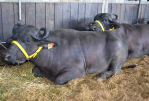 RS: Lançamento da primeira burrata gaúcha de leite de búfalas será realizada na Expointer