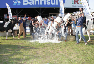 Tradicional banho de leite na Expointer celebra produção da raça Holandesa