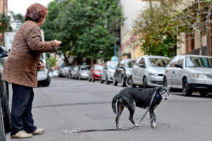 Porto Alegre: Projeto impede devolução ao tutor de animal resgatado por maus-tratos