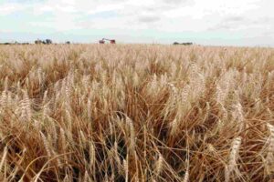 Brasil pode colher recorde de trigo com safra de quase 11 milhões de toneladas; Forbes