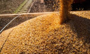 Produção de grãos deve chegar a 312,4 milhões de toneladas em 2023