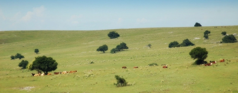 Detalhes Notícia