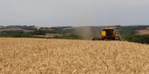 Rio Grande do Sul começa colheita de trigo, por Camila Pessôa/Correio do Povo