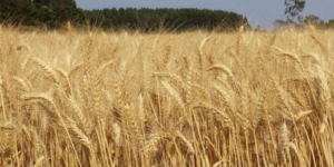 Colheita de trigo atinge 37% da área plantada no Rio Grande do Sul; Correio do Povo
