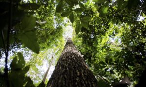 Brasil, Indonésia e Congo unem-se para preservar florestas tropicais