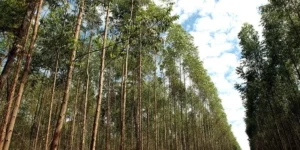 RS aposta no potencial mitigador da silvicultura para reduzir emissão de carbono, por Camila Pessôa/Correio do Povo