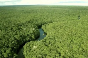 Estudo indica que 40% da madeira extraída da Amazônia é clandestina; Diário do Poder
