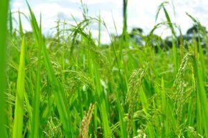 RS: Índice de Inflação Custos de Produção e Preços Recebidos pelos Produtores, de setembro, mantém alta