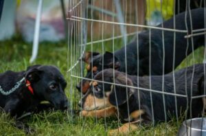 Porto Alegre: Sábado tem feira de adoção de animais na Usav