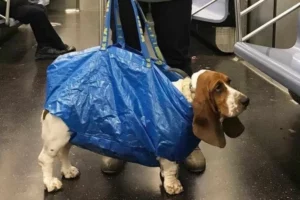 Metrô de NY permite cães só em bolsas e moradores não pouparam criatividade; Correio Braziliense