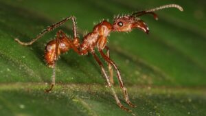 Estudo com formigas revela efeitos do pasto na diversidade amazônica