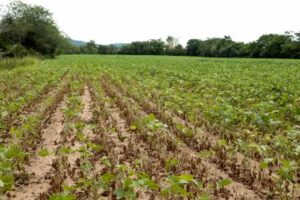 Porto Alegre: Prefeitura abre cadastro para produtores rurais afetados pela estiagem