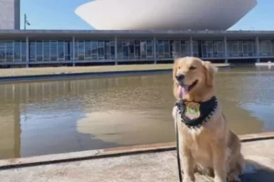 Cães reforçam a segurança e alegram quem passa pelos corredores da Câmara dos Deputados, por Francine Marquez/Diário do Poder