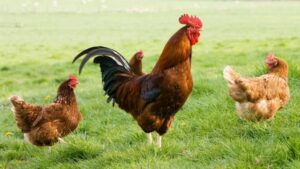Gripe aviária é detectada em mamíferos no Reino Unido: há riscos para humanos?, da BBC