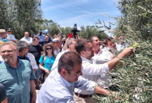 Olivicultores celebram colheita com expectativa de produzir 500 mil litros de azeite