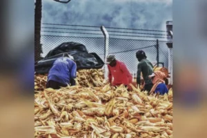 Bolivianos são 43% dos estrangeiros resgatados do trabalho escravo no Brasil, por Raphael Veleda/Metrópoles