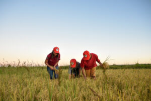 Viamão recebe em março festa do arroz agroecológico, promovida pelo MST