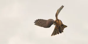 Aves de rapina, as guardiãs dos arrozais do Irga, por Lucas Keske/Correio do Povo