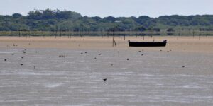 Lagoa do Peixe sente fortes impactos da estiagem no RS, por Chico Izidro/Correio do Povo