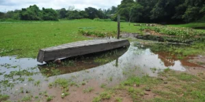 Estiagem desenha cenário difícil para agropecuária gaúcha, por Patrícia Feiten/Correio do Povo