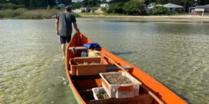 Liberada a pesca do camarão na Lagoa dos Patos, por Angélica Silveira/Correio do Povo